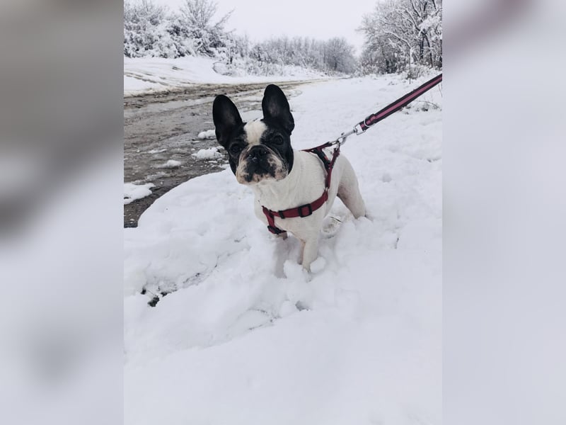 Französische Bulldogge Reya