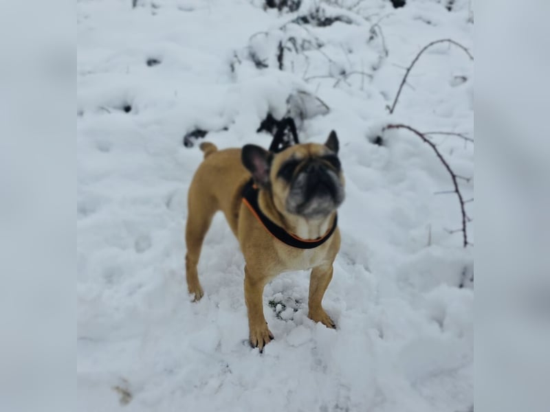 Französische Bulldogge Ayra
