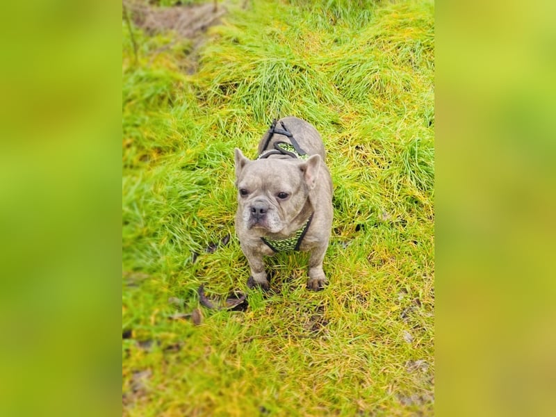 Rhea ein liebes französisches Bulldoggen Mädchen
