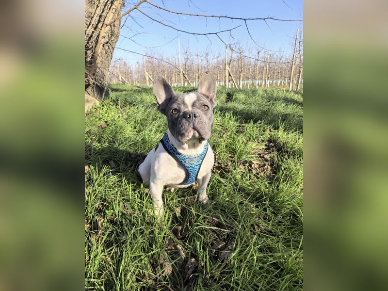 Französische Bulldogge Sara