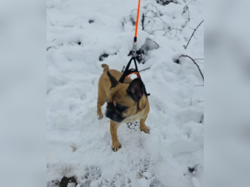 Französische Bulldogge Ayra