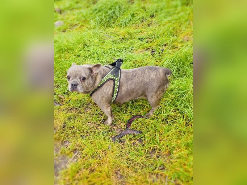 Rhea ein liebes französisches Bulldoggen Mädchen