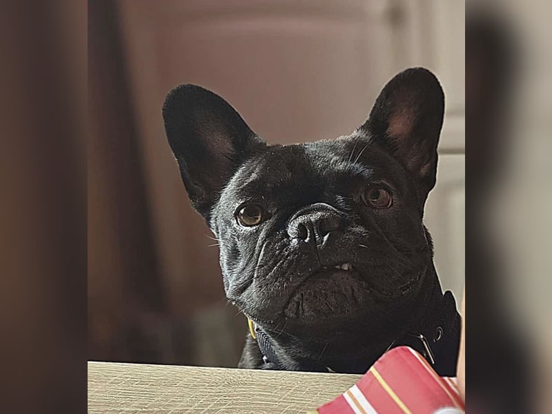 Französische Bulldogge