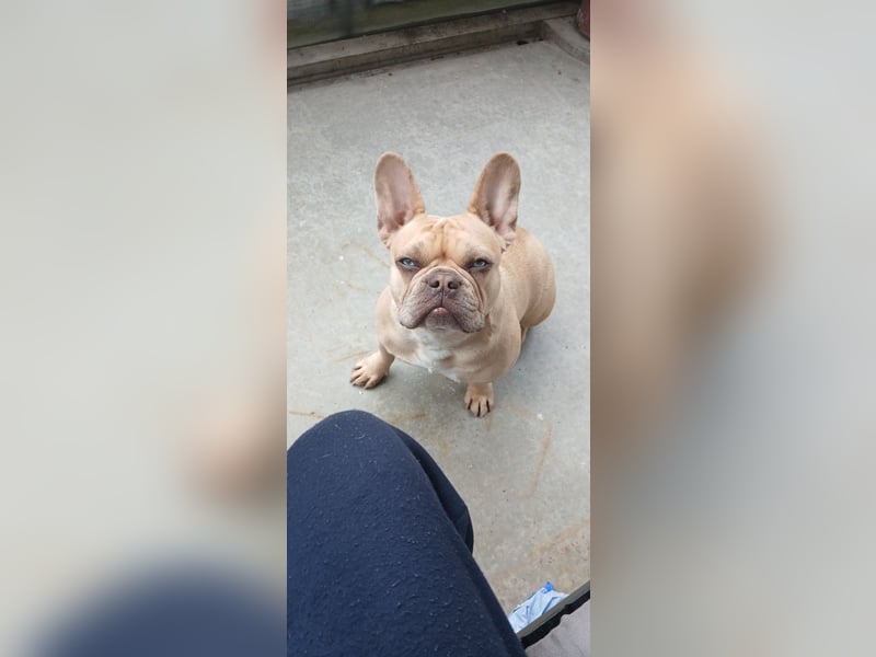 Französische Bulldogge