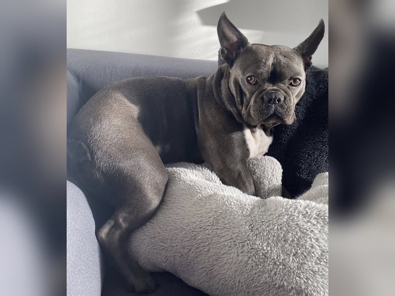 Französische Bulldogge Blue-Line