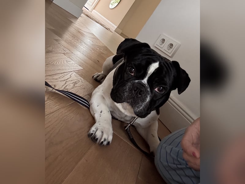 Liebevolles Zuhause ohne Kinder gesucht