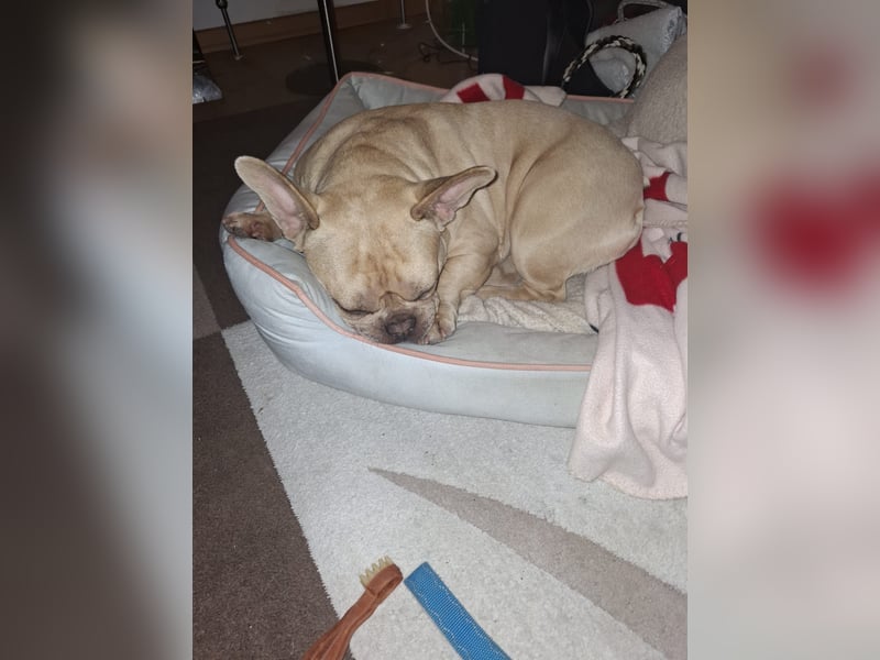 Französische Bulldogge