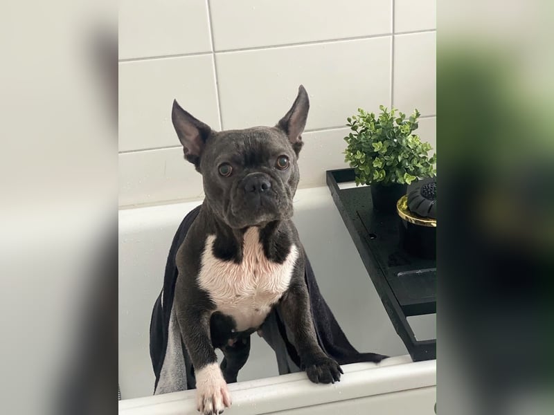 Französische Bulldogge Blue-Line