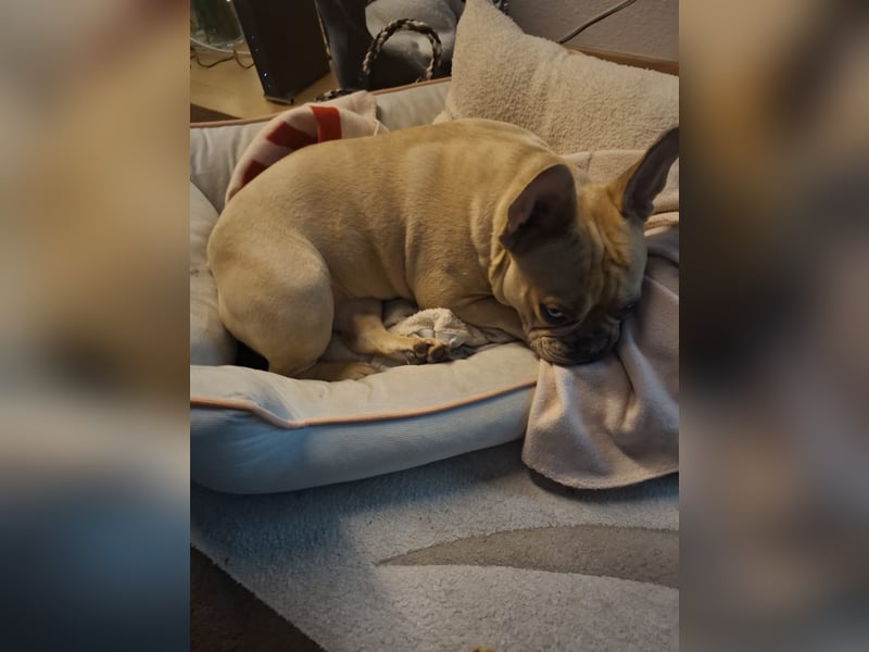 Französische Bulldogge