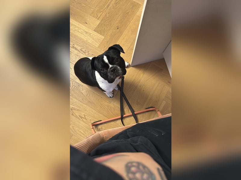 Liebevolles Zuhause ohne Kinder gesucht