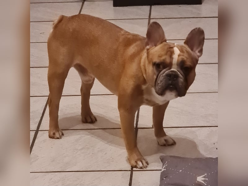 Französische Bulldogge sucht sein Zuhause