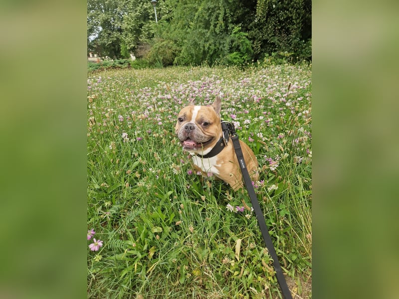 Französische Bulldogge sucht sein Zuhause
