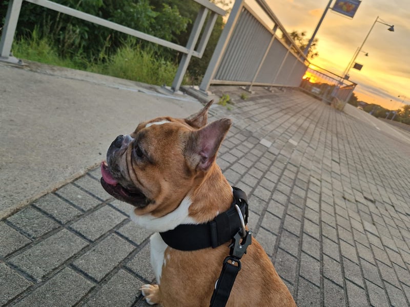 Französische Bulldogge sucht sein Zuhause