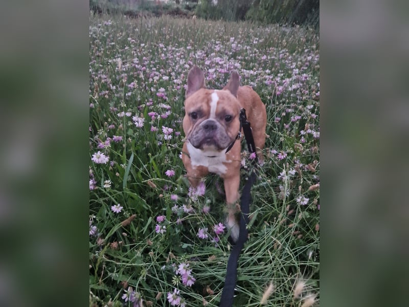 Französische Bulldogge sucht sein Zuhause