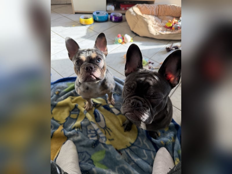 Französische Bulldogge