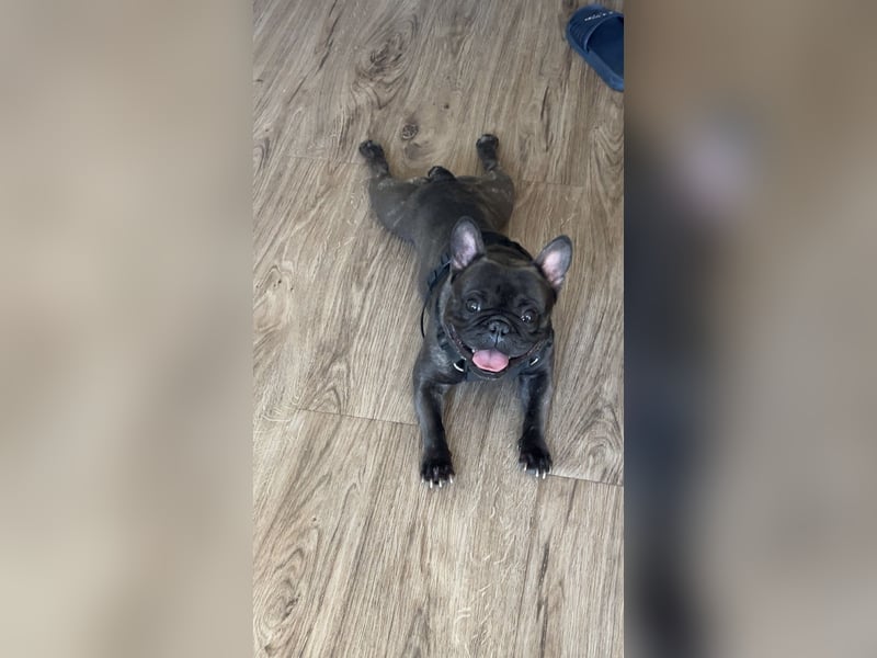 Französische bulldogge