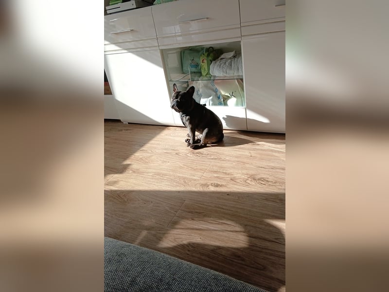 Französische bulldogge