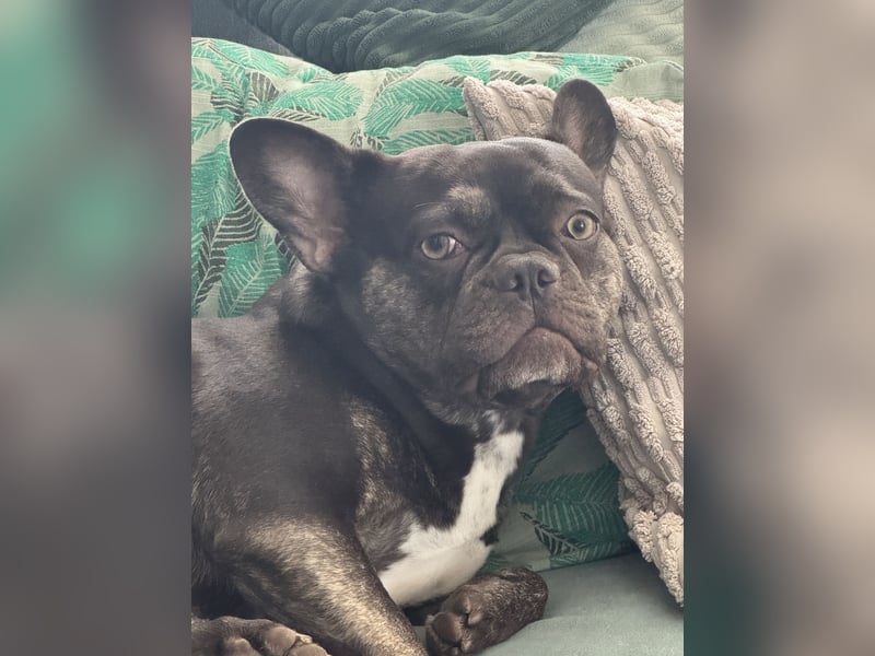 Ginger sucht ein liebevolles Zuhause