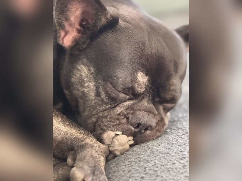 Ginger sucht ein liebevolles Zuhause