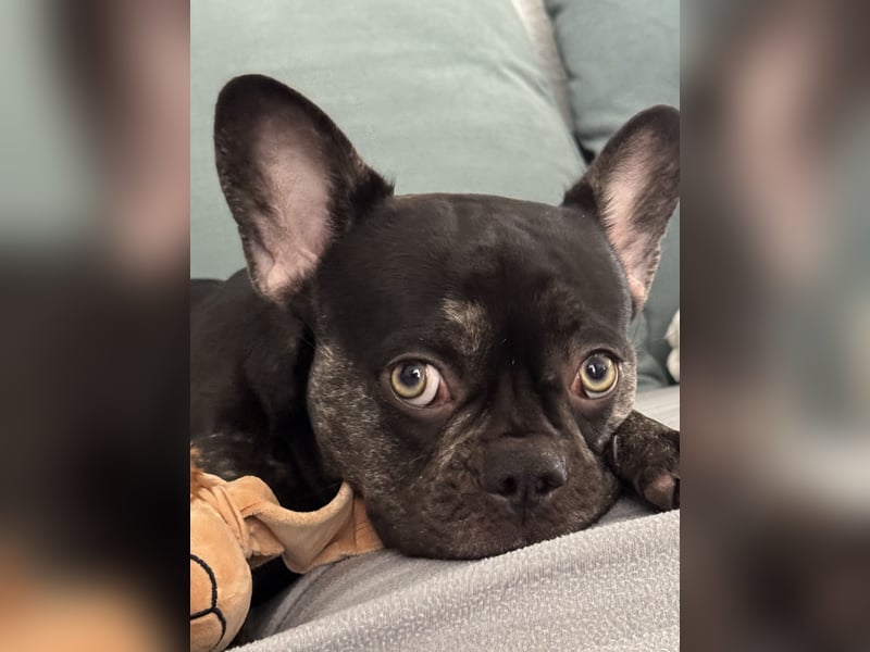 Ginger sucht ein liebevolles Zuhause