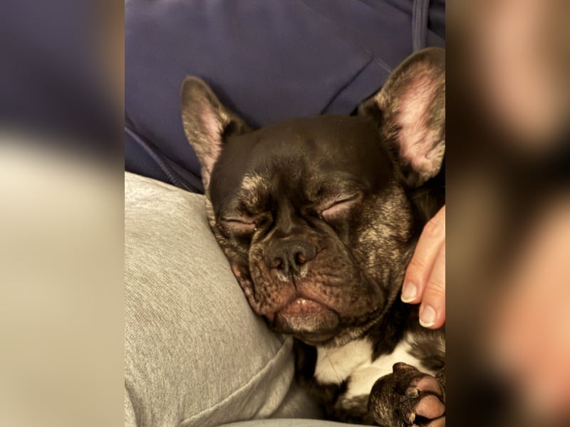 Ginger sucht ein liebevolles Zuhause