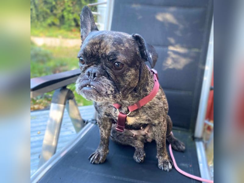 Debbie - katzenverträglich