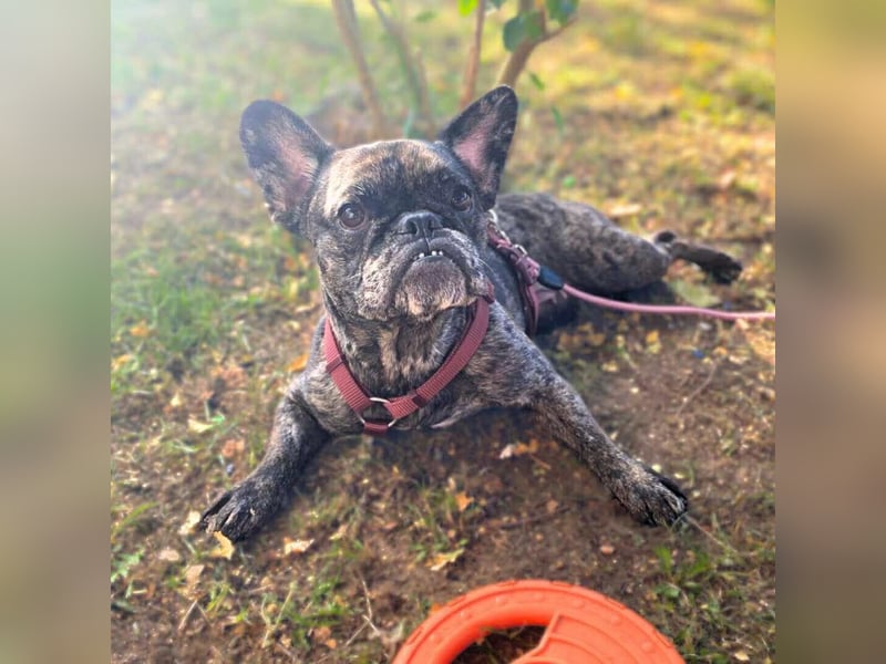 Debbie - katzenverträglich