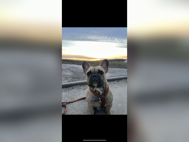 Französische Bulldogge Gaucho