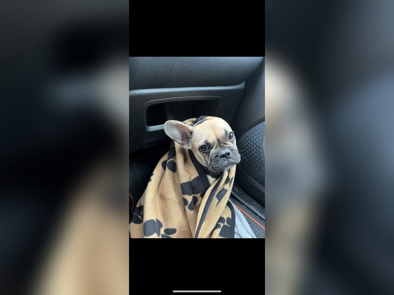 Französische Bulldogge Gaucho