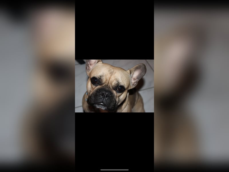 Französische Bulldogge Gaucho