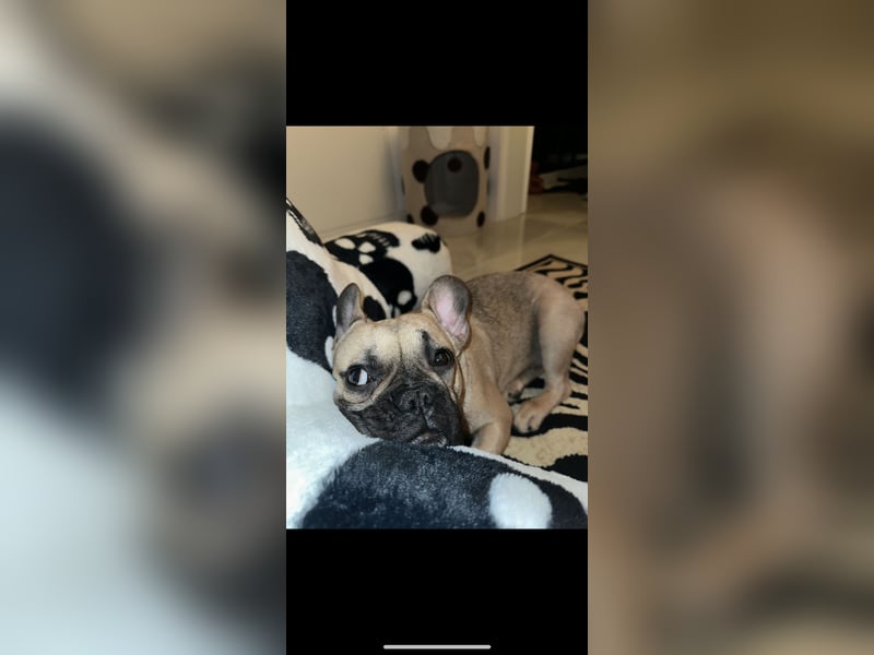 Französische Bulldogge Gaucho