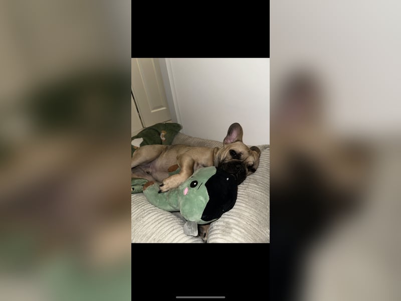 Französische Bulldogge Gaucho