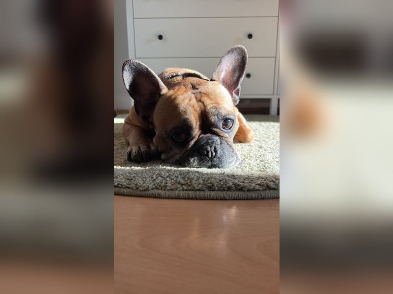 Französische Bulldogge Senior