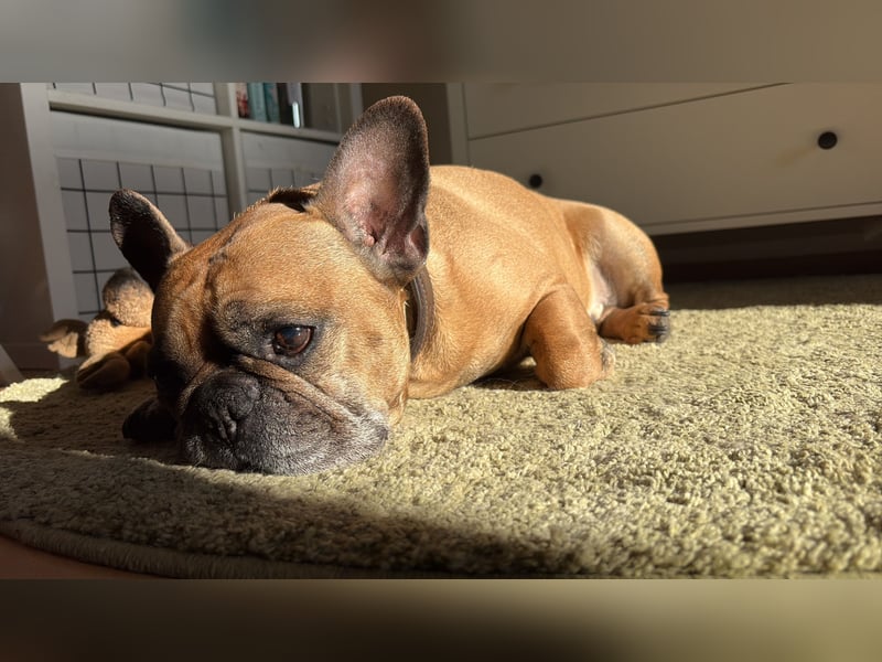 Französische Bulldogge Senior