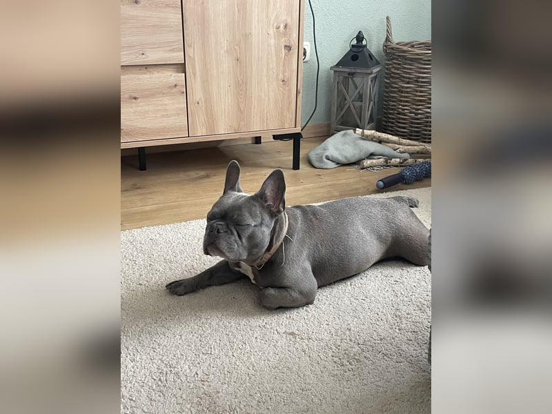 Französisch Bulldogge