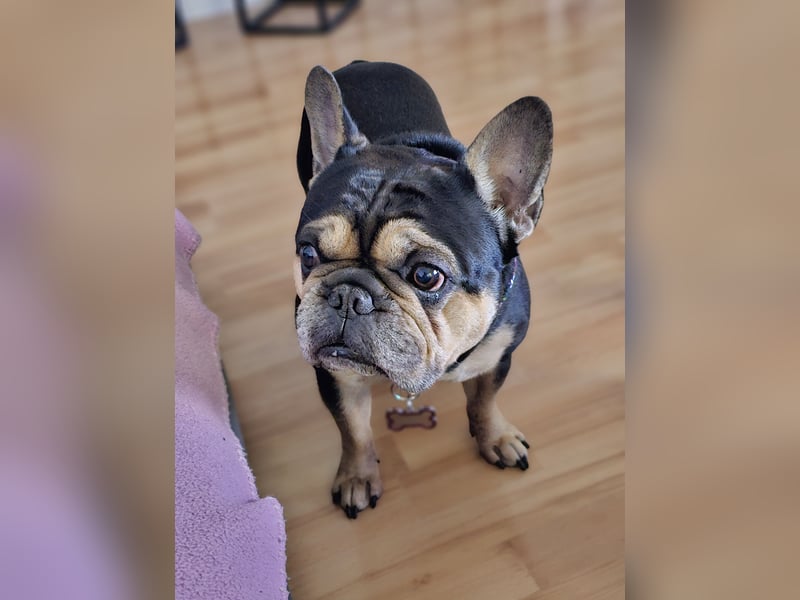 Französische bulldogge