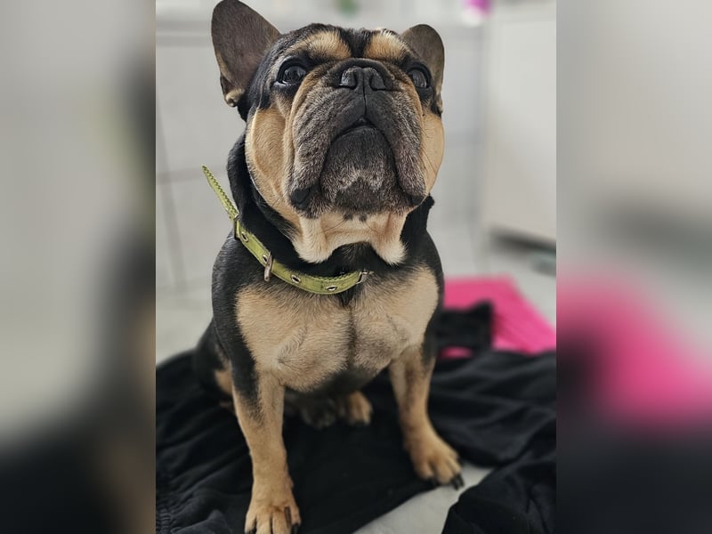 Französische bulldogge