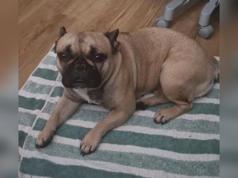 Französische Bulldogge
