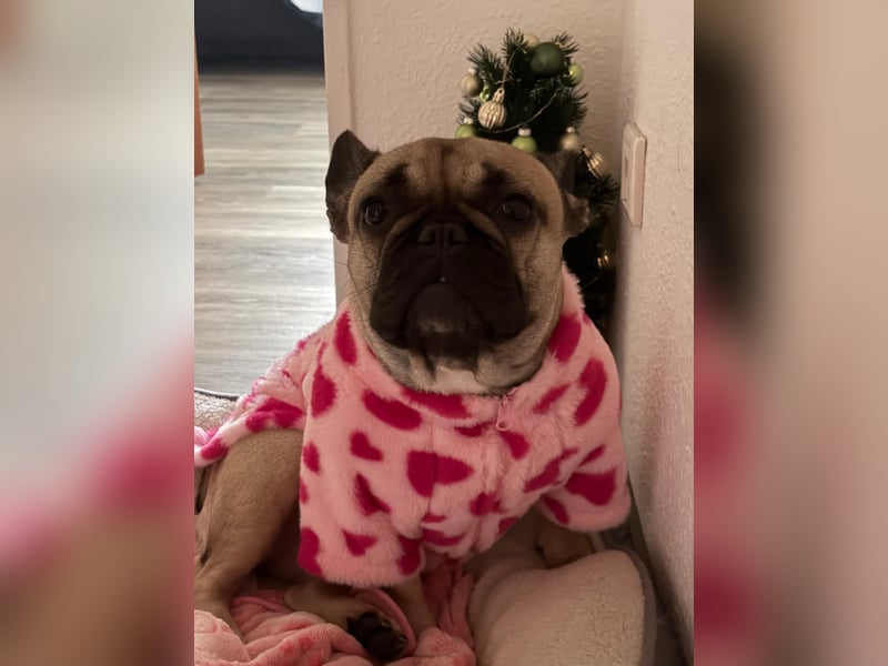 Französische Bulldogge