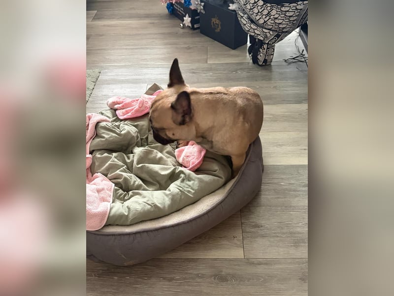 Französische Bulldogge