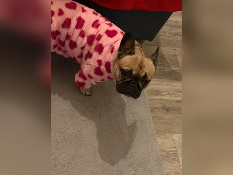 Französische Bulldogge