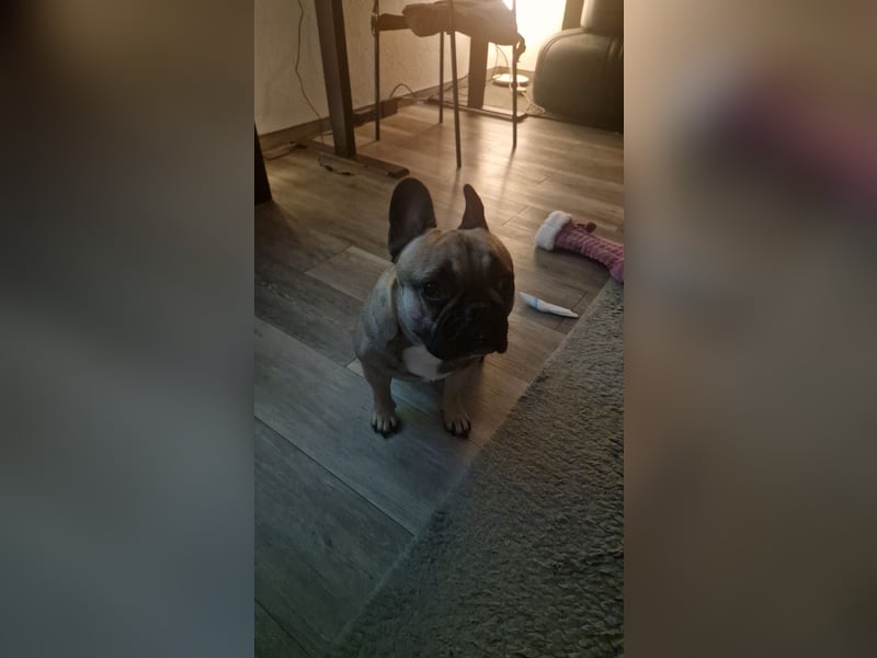 Französische Bulldogge
