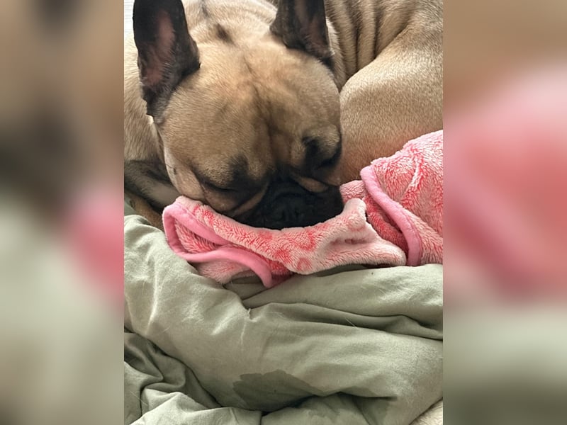 Französische Bulldogge