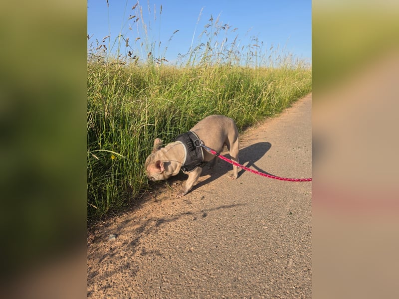 Französische bulldogge Rüde mit ahntafel