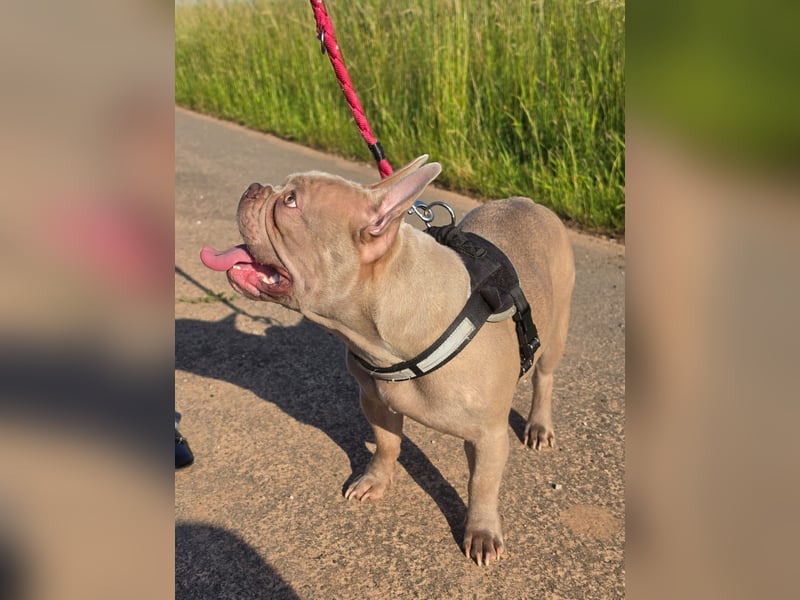 Französische bulldogge Rüde mit ahntafel