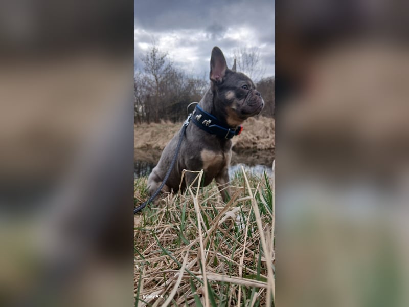 Französische Bulldogge zu verkaufen