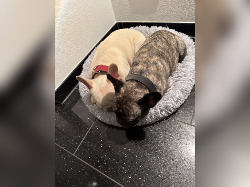 6 jähriger lieber Rude