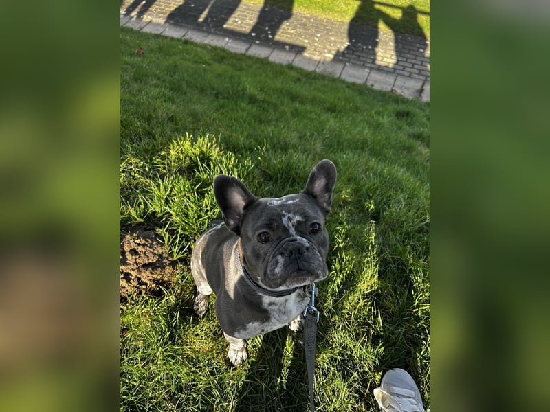 Kalino sucht ein neues Zuhause