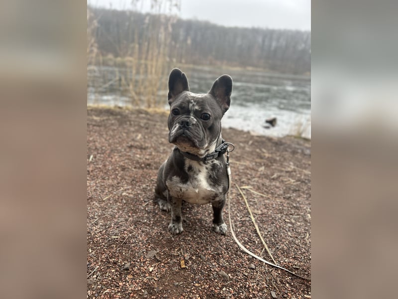 Kalino sucht ein neues Zuhause