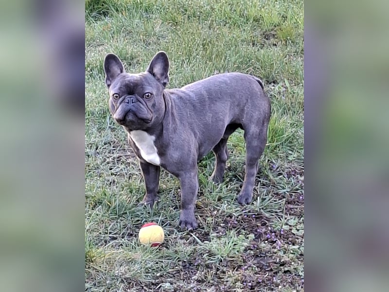 Frenchie sucht Traumzuhause